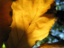 Autumn leaf, Sweden