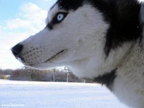 Siberian Husky, Sweden